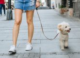 Un petit chien en promenade dans une rue de Besançon.