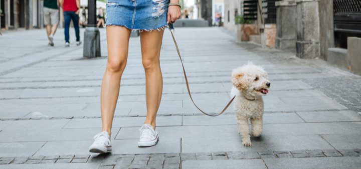 Un petit chien en promenade dans une rue de Besançon.