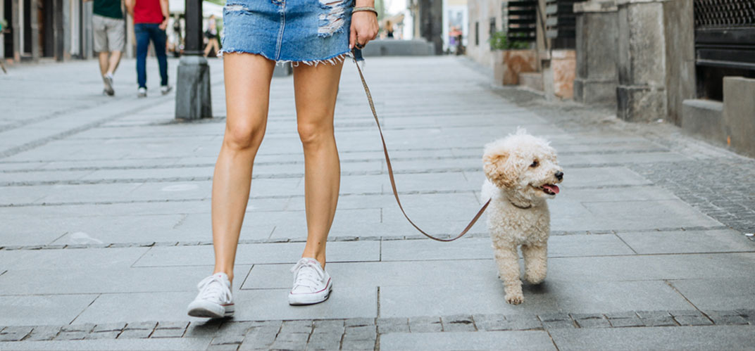 Un petit chien en promenade dans une rue de Besançon.